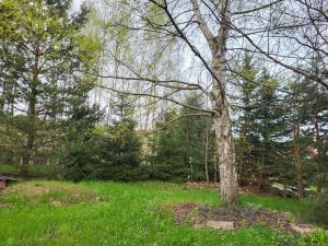 a tree in the middle of a green field at Na Dębowej- Apartament/dom 2 pokoje-prywatny las in Szczytna