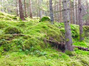 Un paisaje natural cerca de la casa vacacional