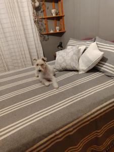 een kleine hond op een bed bij Loft Quilmes in Quilmes