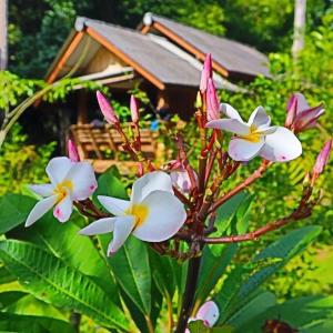 a group of flowers in front of a bird house at Toh Tao Homestay 