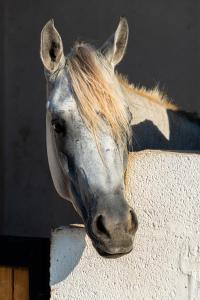 Altri animali domestici presso il resort o nei dintorni