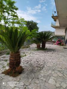 dos palmeras sentadas en un patio de piedra en La casa di Fofo' e Ninetta en San Vito Chietino