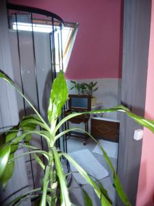 a plant in a room with a table and a window at La Petite Vigne in Amboise