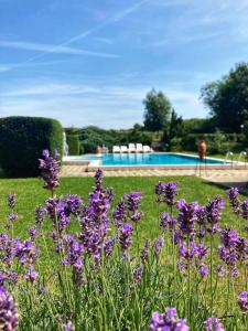 un jardín con flores púrpuras frente a una piscina en Ginti Panzió, Őrség, en Magyarszombatfa