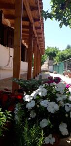 A garden outside Tota's Family House