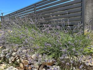 a bunch of purple flowers in front of a fence at Casa Mio in Malinska