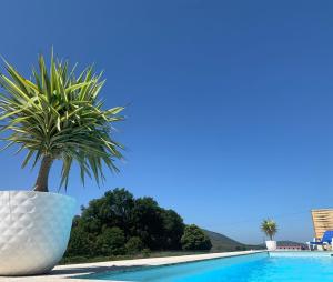 a plant in a white pot next to a swimming pool at Casa Carvalhal do Esporão 