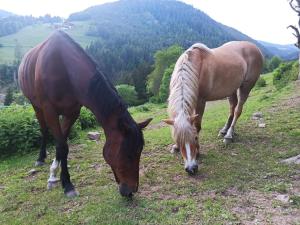 Zvieratá na farme alebo blízkom okolí