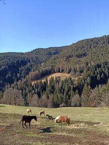 Zvieratá na farme alebo blízkom okolí