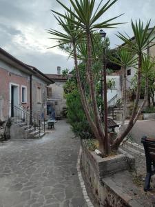 een binnenplaats met twee banken en palmbomen bij Appartamento in borgo storico in San Giorgio a Liri