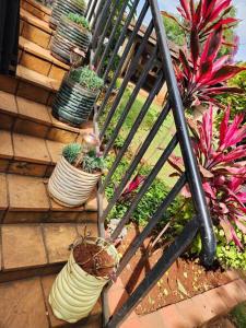 a group of potted plants on a wooden wall at Charming 1 bedroom house with garden view in Nairobi! in Nairobi