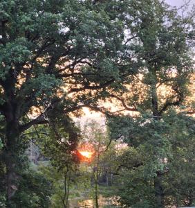 una puesta de sol a través de un grupo de árboles en un campo en Les naturelles, en Saint-Aubin-de-Locquenay