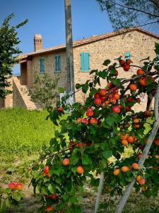 Podere Stabbiatelli في Montenero: شجرة برتقال أمام المبنى