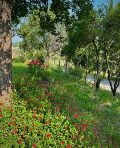 Podere Stabbiatelli في Montenero: حقل من الزهور الحمراء في حديقة بها أشجار