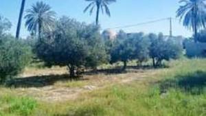 un campo con alberi e palme in un campo di Bungalow Djerbien a Midoun