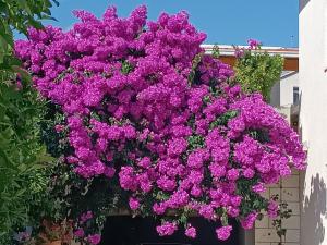 Afbeelding uit fotogalerij van Apartments Sirius in Korčula +20 foto's