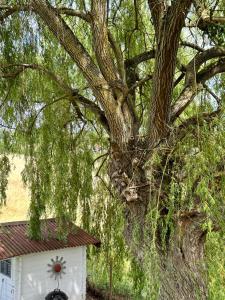 Neuvy的住宿－Maison Bourbonnaise idéalement placée proche du centre ville de Moulins，白色棚屋边长着一棵大树