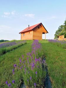 a house on a hill with purple flowers in the grass at Jelenova lesena hiška in Loče pri Poljčanah