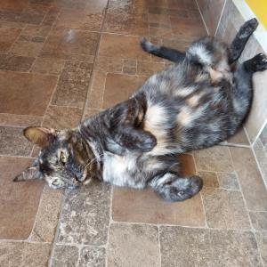 a cat laying on its back on the floor at Hotel Jardín Garden de Granada Nicaragua in Granada