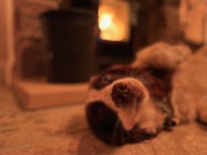 a brown and white dog laying on the floor at Muddy Paws Cottages - The Nook in Taddington