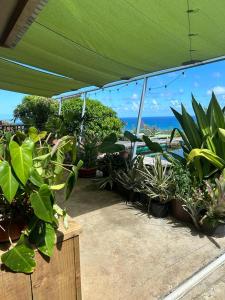 a group of potted plants under a green umbrella at Palms Ocean views in Rodrigues Island