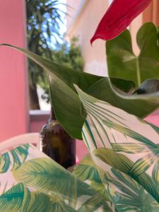 un fiore rosso in un vaso accanto a una pianta di Tiglio Vieste a Vieste