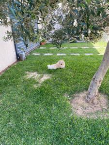 a dog laying in the grass next to a tree at La Villa 91 in Monastir