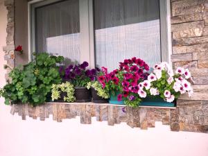 Zahrada ubytování Apartman Juga