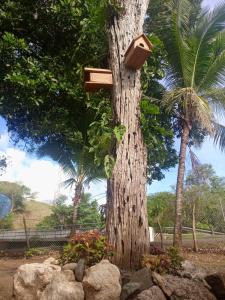 a tree with two birdhouses on it at Villas del Mar Hostal in Cañas