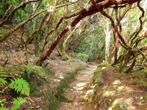 a dirt trail in a forest with trees at Las Teresitas Apartment in San Andrés