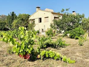ein Feld von Pflanzen mit einem Haus im Hintergrund in der Unterkunft Can Bagudanch Costabravasi in Santa Cristina d'Aro