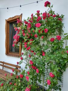 Banda czerwonych róż na ścianie obok okna w obiekcie Wigierska Chatka w Gawrych Rudzie