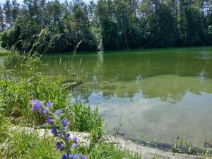 jezioro z fioletowymi kwiatami przed nim w obiekcie Wigierska Chatka w Gawrych Rudzie