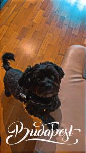 a small black dog sitting on the floor next to a couch at Black Dog Hostel in Budapest