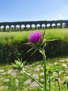 a purple flower with a train in the background at - ROMAN RUINS HOUSE - 750m from the metro station in Rome