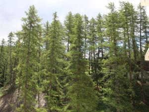 a group of pine trees in a forest at Studio confortable pour 2, pieds des pistes, centre station Vars Les Claux - FR-1-330B-210 in Vars +5 photos