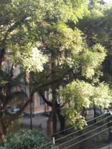 un gran árbol frente a un edificio en Loft Aconchegante no Centro de Niterói!!, en Niterói