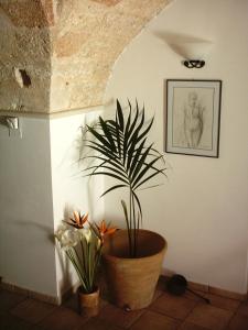 Una pianta in un vaso vicino a un muro di B&b Altrov'è a Parabita