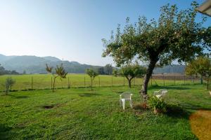 Ca' dei Berici في Tormeno: كرسيين بيض يجلسون بجانب شجرة في حقل