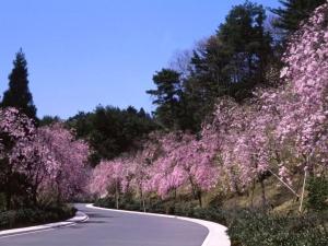 a road lined with flowering trees with purple flowers at Lake Biwa Otsu Prince Hotel in Otsu +201 photos