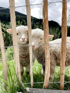 dos ovejas están de pie detrás de una valla de alambre en Gasthof Arriach en Arriach