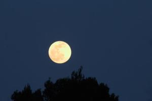 Une pleine lune dans le ciel au-dessus d'un arbre dans l'établissement Mirador de Mijares, à Los Pertegaces