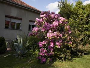 um arbusto de flores cor-de-rosa em frente a uma casa em Guest House Kapetanova Kuća em Križevci