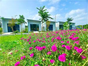 un campo de flores rosas frente a una casa en Hotel Cù Lao 1, en Ấp Thanh Sơn (1)