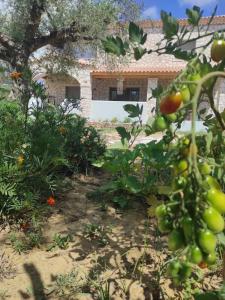 Zahrada ubytování Black Pearl Apartment Lithakia Zakynthos