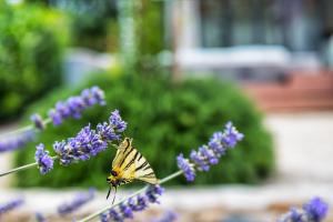 a butterfly is sitting on a purple flower at Holiday House de Finis in Sutivan
