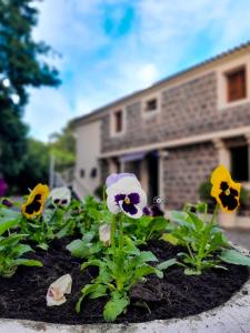 un giardino di viole del pensiero davanti a un edificio di Pousada Recanto a São João do Polêsine