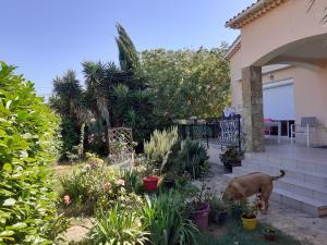 un perro parado en un jardín junto a una casa en Villa Sans souci et agréable, en La Seyne-sur-Mer