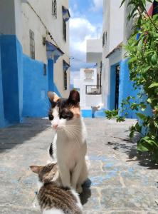 two cats sitting on the ground in front of buildings at شقة للكراء اليومي في شفشاون in Chefchaouen