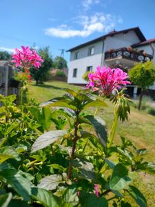 twee roze bloemen in een struik voor een huis bij Apartamenty na Zatorskiej - Noclegi Energylandia, Oświęcim, Zator 